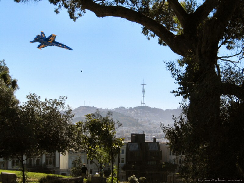 A U.S. Navy Blue Angel flyingover